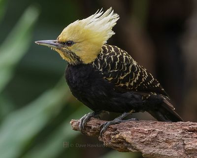 BLOND-CRESTED WOODPECKER