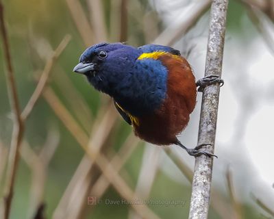 CHESTNUT_BELLIED EUPHONIA