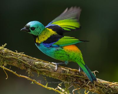 GREEN-HEADED TANAGER