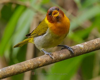 RUFOUS-HEADED TANAGER