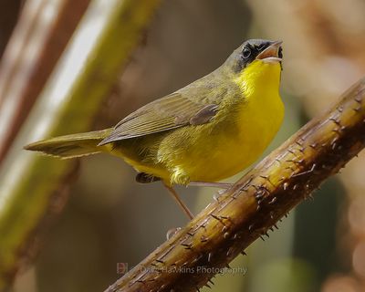 MASKED YELLOWTHROAT