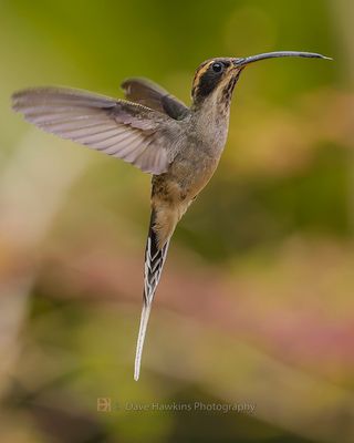 SCALE-THROATED HERMIT