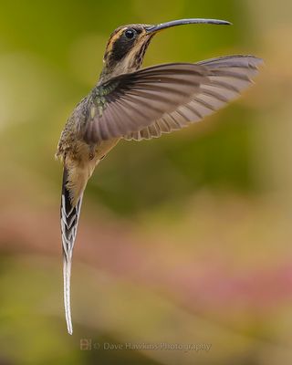 SCALE-THROATED HERMIT
