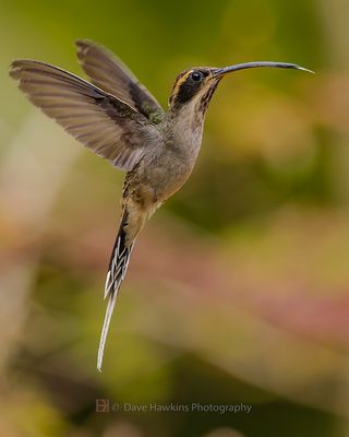SCALE-THROATED HERMIT