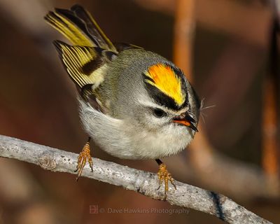 GOLDEN-CROWNED KINGLET