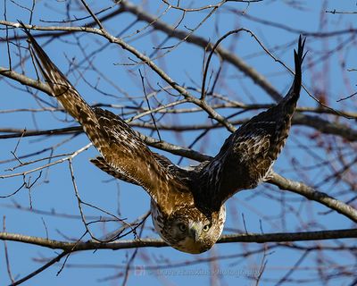 RED-TAILED HAWK