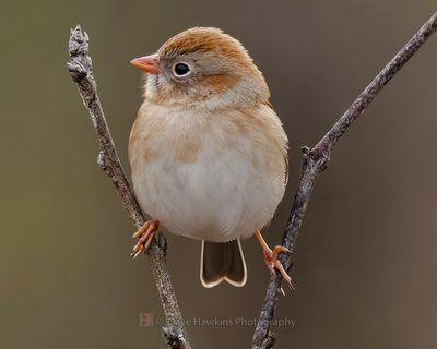 FIELD SPARROW