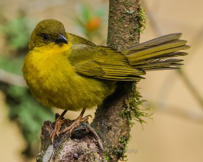 OLIVE-GREEN TANAGER