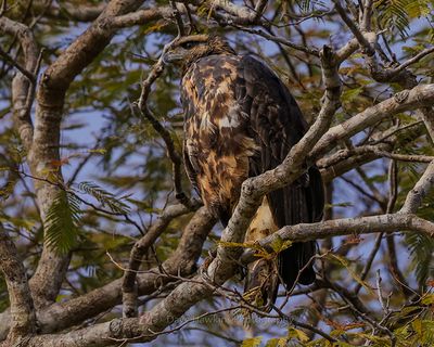 GREAT BLACK HAWK (Juvenile)