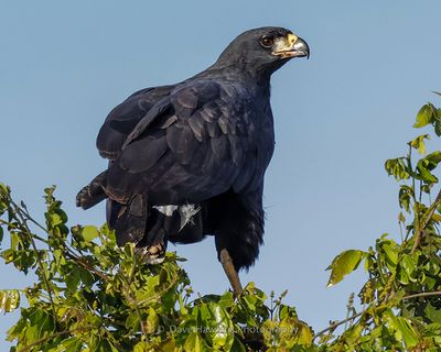 GREAT BLACK HAWK