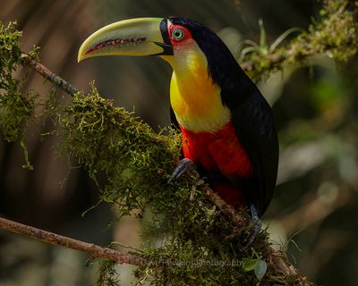RED-BREASTED TOUCAN