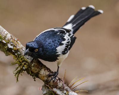 MAGPIE TANAGER