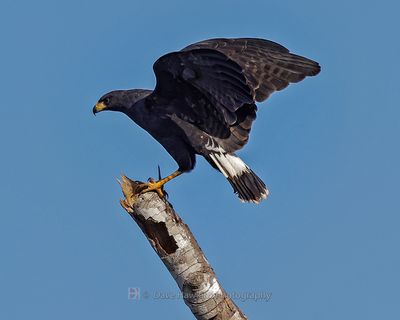 GREAT BLACK HAWK