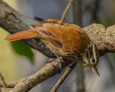 STREAKED XENOPS