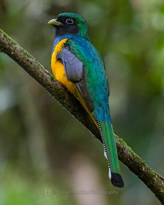 SOUTHERN BLACK-THORATED TROGON