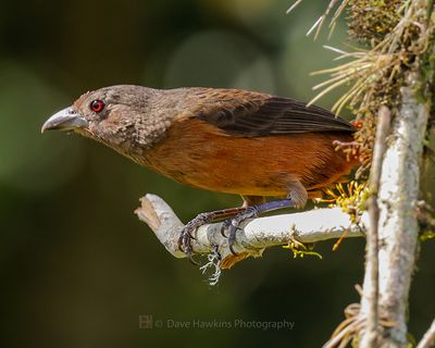 BRIZILIAN TANAGER ♀