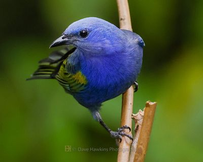 GOLDEN-CHEVRONED TANAGER