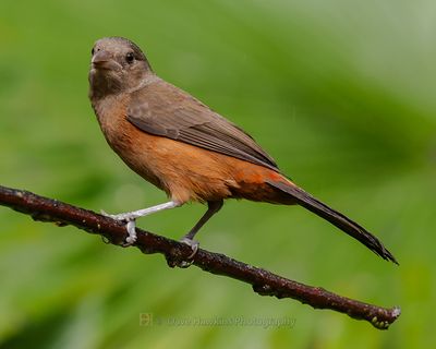 BRAZILIAN TANAGER ♀