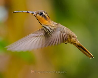 SAW-BILLED HERMIT