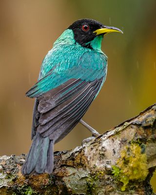 GREEN HONEYCREEPER