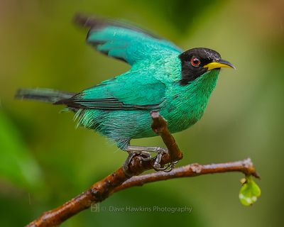 GREEN HONEYCREEPER