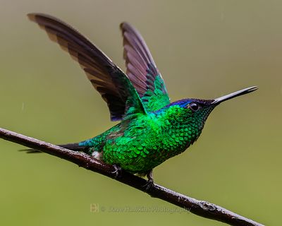 VIOLET-CAPPED WOODNYMPH