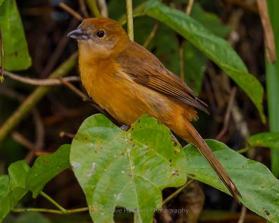 FLAME-CRESTED TANAGER ♀