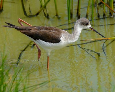 BLACK-WINGED STILT