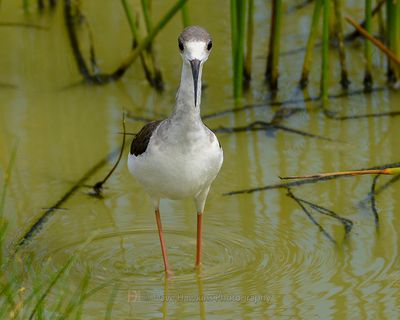 BLACK-WINGED STILT