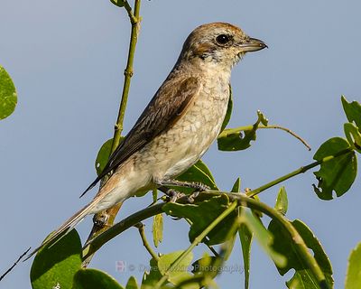 ISABELLINE SHRIKE