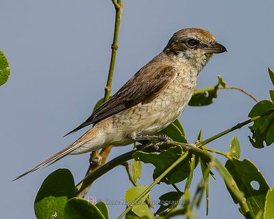 ISABELLINE SHRIKE