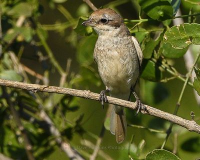 ISABELLINE SHRIKE