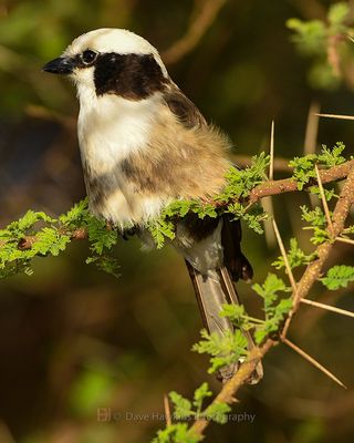 SOUTHERN WHITE-CROWNED SHRIKE