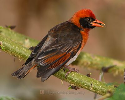 RED-HEADED WEAVER ((Breading Male (Northern))
