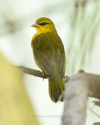 SPECTACLED WEAVER