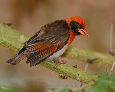 RED-HEADED WEAVER ((Breading Male (Northern))