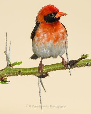RED-HEADED WEAVER ((Breading Male (Northern))