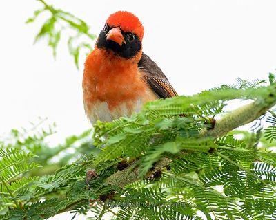 RED-HEADED WEAVER ((Breading Male (Northern))