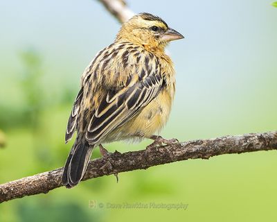 BLACK BISHOP