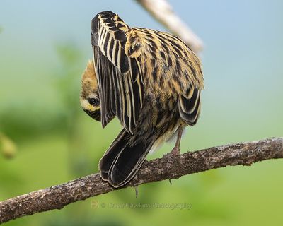 BLACK BISHOP