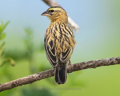 BLACK BISHOP