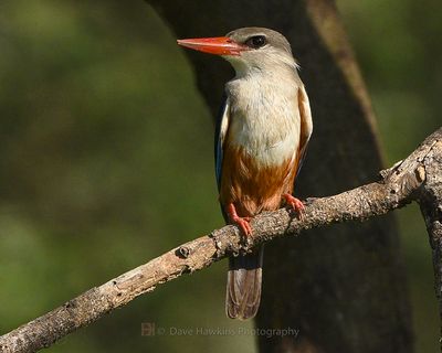 GREY-HEADED KINGFISHER