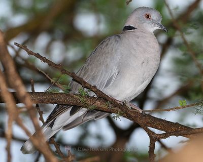 MOURNING-COLLARED DOVE