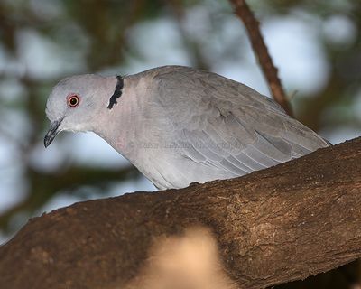 MOURNING-COLLARED DOVE