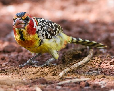 RED AND YELLOW BARBET