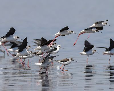 BLACK-WINGED STILT