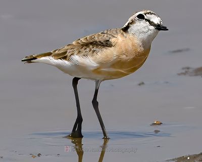 KITTLITZ'S PLOVER