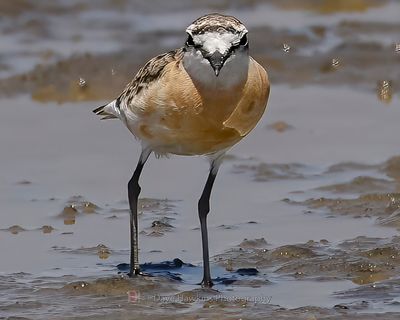 KITTLITZ'S PLOVER