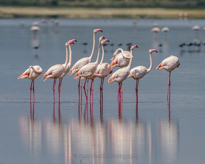 GREATER FLAMINGO