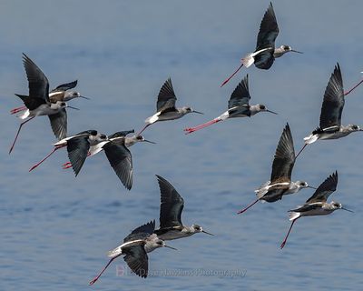 BLACK-WINGED STILT